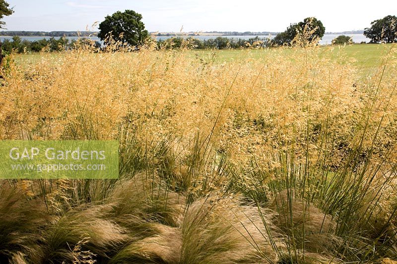 Stipa gigantea and Stipa tenuissima blowing in the wind, with view of the River Stour.