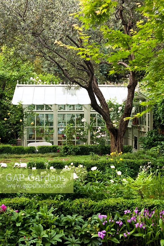 A view of the garden from the house. In the foreground Rose 'Rose of Picardy', Hellebores, White Peonies, Olive Tree and Lagerstroemia. Glasshouse made by artisan Tommaso Scacchi. Milan. Italy.