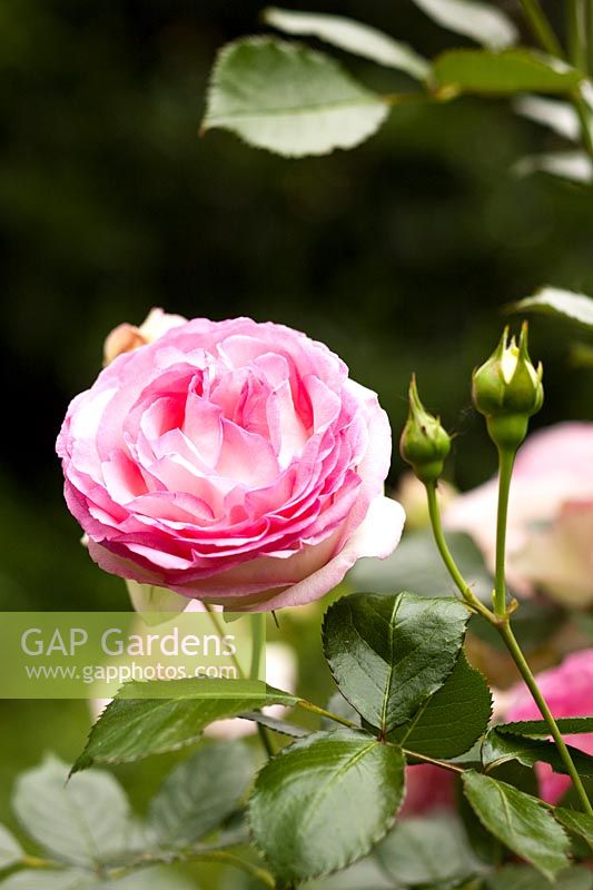 Rosa 'pierre de ronsard'. Milan. Italy.