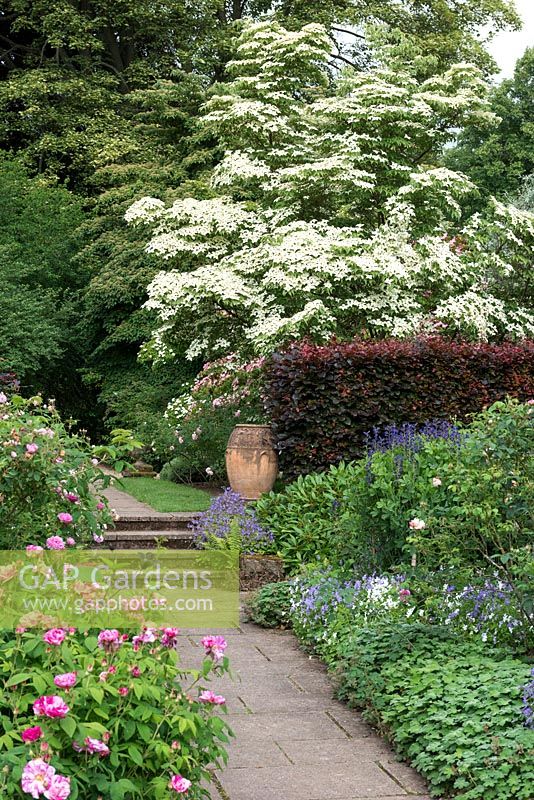 View through Rose Garden at Newby Hall, to white flowering Chinese dogwood, Cornus kousa 'Milky Way' and behind a copper beech hedge.