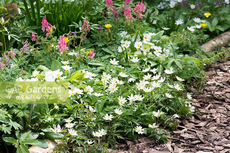 A spring border with Anemone nemorosa 'Monstrosa' and Corydalis solida.