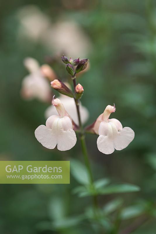 Salvia 'Creme Caramel',  a shrubby perennial with creamy flowers with apricot-tinted calyces, from May until November.