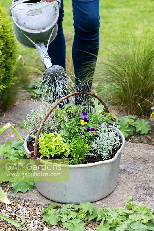 Water the pan of golden oregano, chives, curry plant, viola, thyme, sorrel and sage - Planting Preserving Pan with Herbs