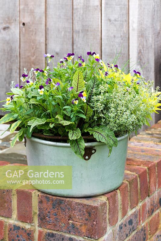 Aluminium preserving pan planted with herbs. In the middle, Viola tricolour, heartsease, encircled by  sorrel, sage, curry plant,  chives, golden oregano and thyme,