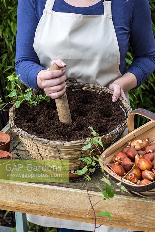 Making 10cm deep bulb planting holes in compacted compost - Planting a Tulip Hanging Basket in Autumn