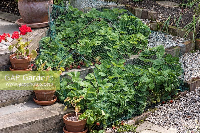 Protecting strawberries from birds with netting stretched over metal hoops 