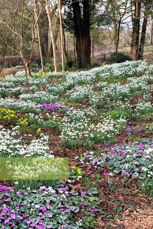 At Colesbourne Park, a woodland glade is planted with many different snowdrop cultivars, Cyclamen coum and aconites.