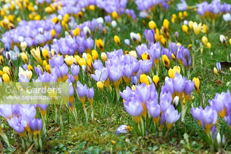 Purple and yellow crocuses naturalised into a grassy bank at Colesbourne Park, February.