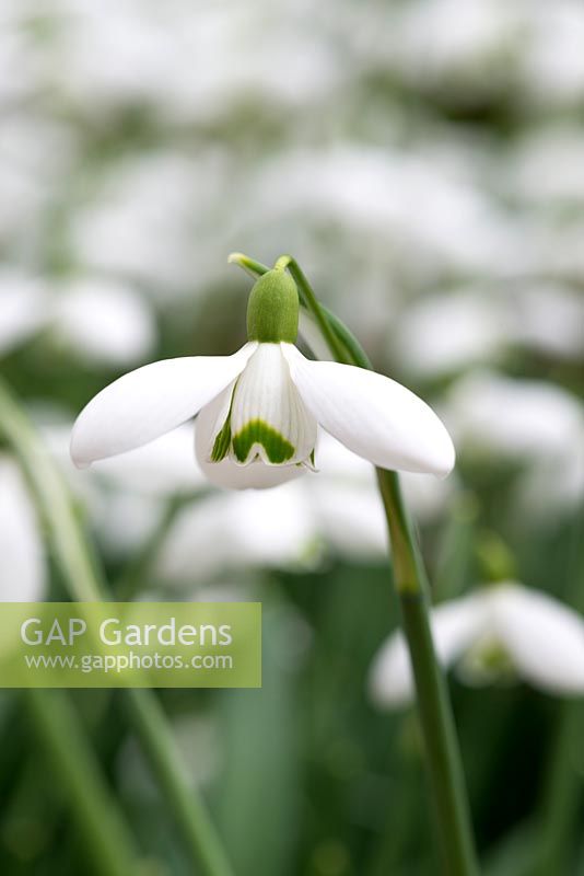 Galanthus 'S. Arnott' - a rare and relatively large snowdrop.