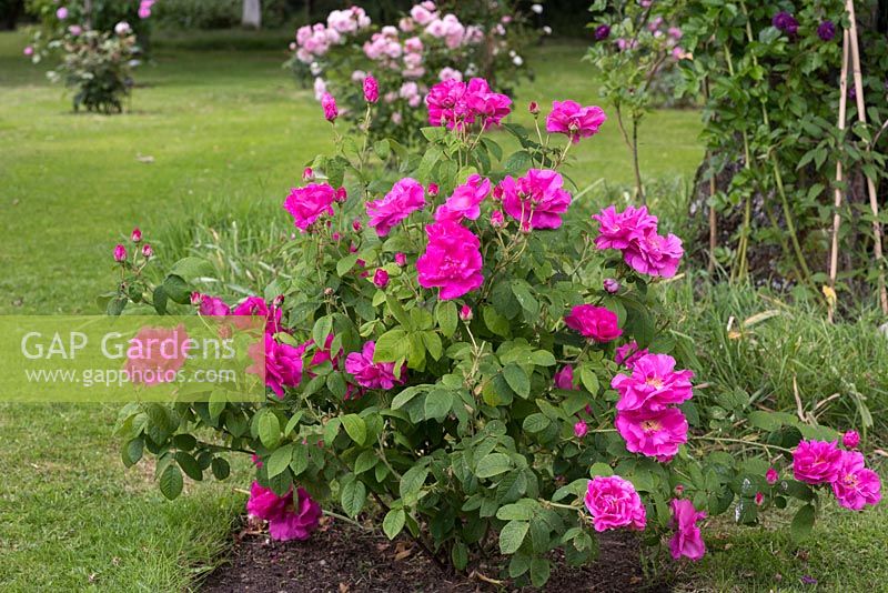 Rosa gallica var. officinalis, the Apothecary's rose, is a very old Gallica rose bearing many fragrant, crimson semi double flowers in summer.