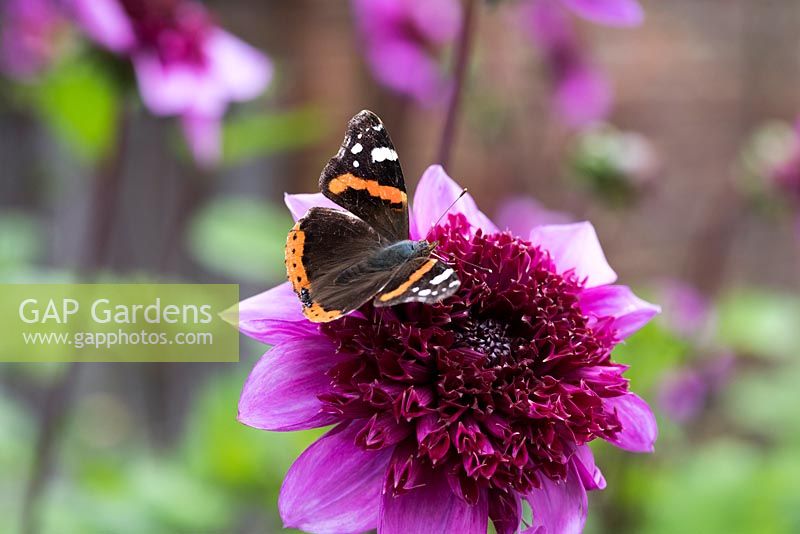 Dahlia 'Blue Bayou' visited by a Red Admiral butterfly. 