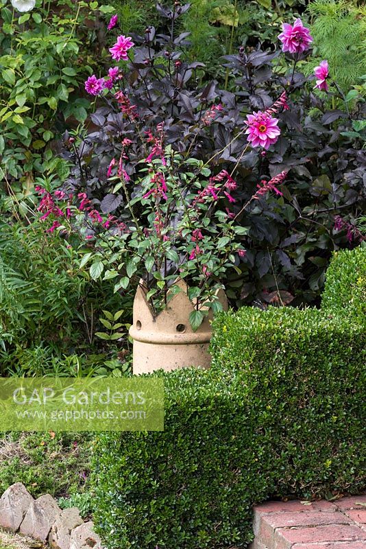 Planted in chimney pot, Salvia 'Wendy's Wish', behind Dahlia 'Fascination'.