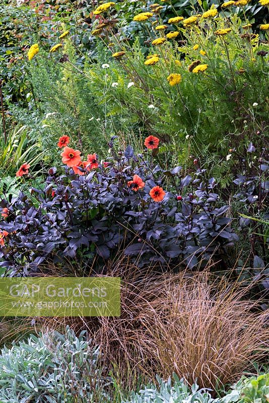 Dahlia 'Catherine Deneuve', bronze sedge, and Achillea filipendula in an autumn border.