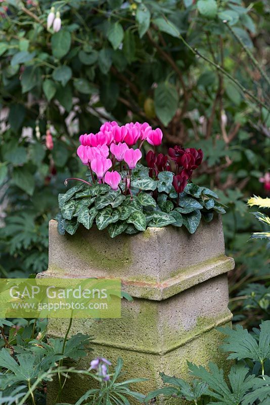 Autumn cyclamen in an old chimney pot.