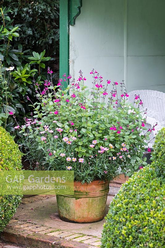 In pot, Salvia 'Dayglow' with pink marguerites.