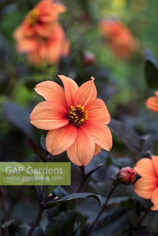 Dahlia 'Catherine Deneuve', a sultry single dahlia with near black foliage, flowering from August into autumn.