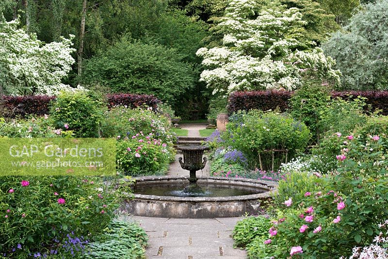 Rose Garden at Newby Hall. View over cascading urn, to white flowering Chinese dogwood, Cornus kousa 'Milky Way', hanging over a path that leads to distant urn