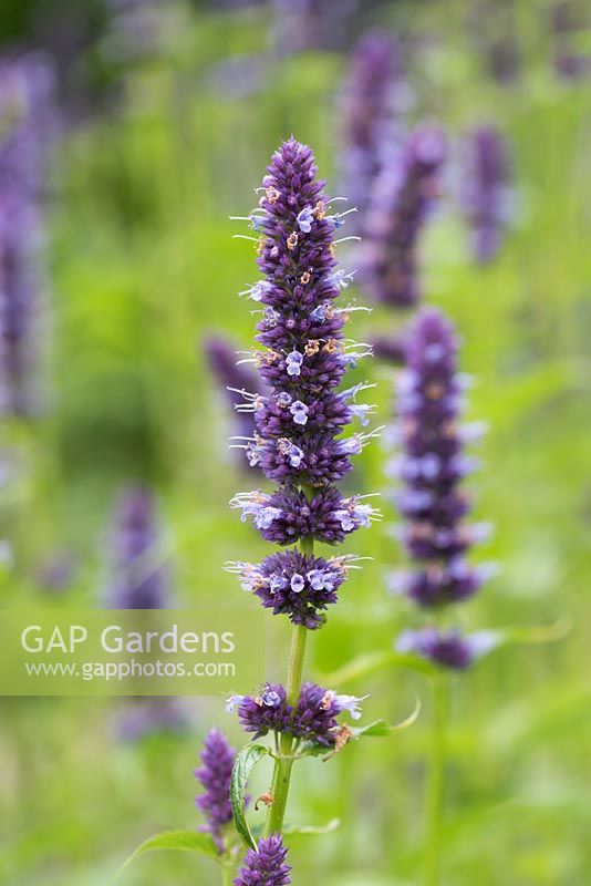 Agastache 'Black Adder,'  giant hyssop, an herbaceous perennial with aromatic leaves, providing winter structure.