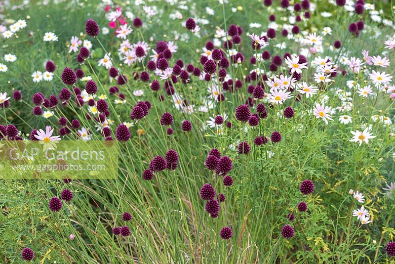 Allium sphaerocephalon, drumstick alliums, mingling with pink marguerites, from July