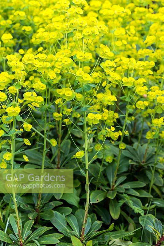 Euphorbia amygdaloides var. robbiae, wood spurge, a shade-loving perennial bearing lime green flowerheads in April.