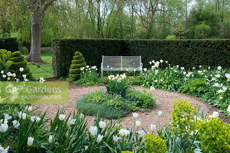 A spring garden enclosed by a yew hedge. A circular path and island bed are surrounded by tulip 'Angel's Wish', euphorbia and topiary box.