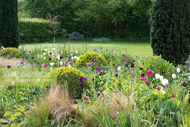 A spring border with tulips, alliums, camassia, Stipa tenuissima, box balls and yew columns.