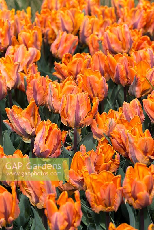 Tulip 'Orange Princess', a double late tulip with sunset orange flowers.