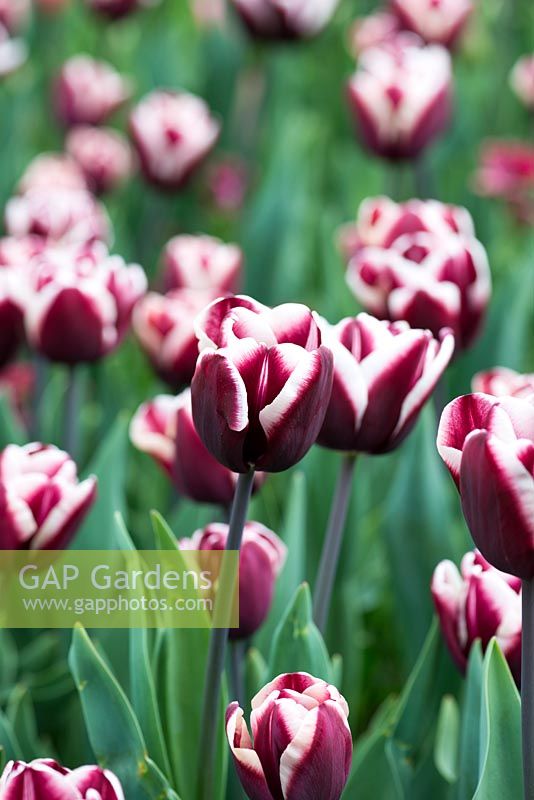 Tulip 'Fontainebleau', deep maroon Triumph tulip with white edged petals.