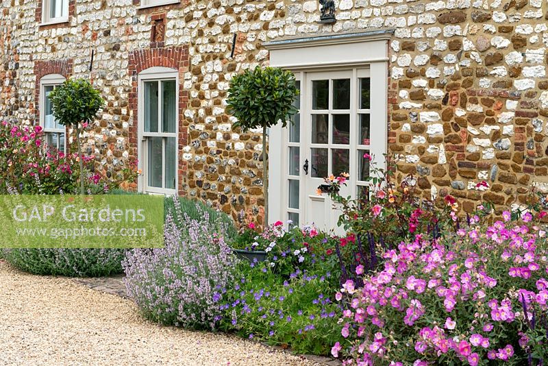 The original cottage facade flanked by a border of Rosa x odorata 'Mutabilis', pink nepeta , hardy geranium and Cistus x argenteus 'Peggy Sammons'.