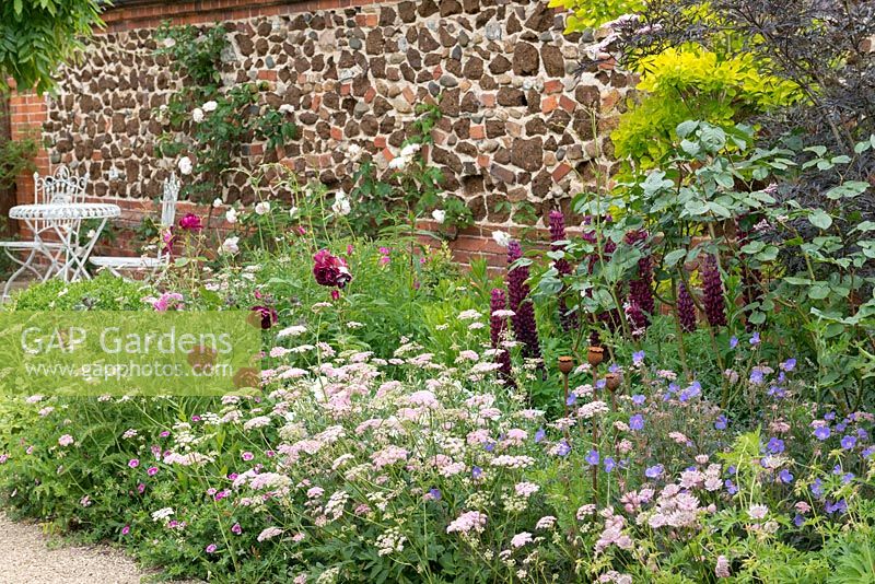 A border of Pimpinella major 'Rosea', hardy Geranium, Roses and Lupins.