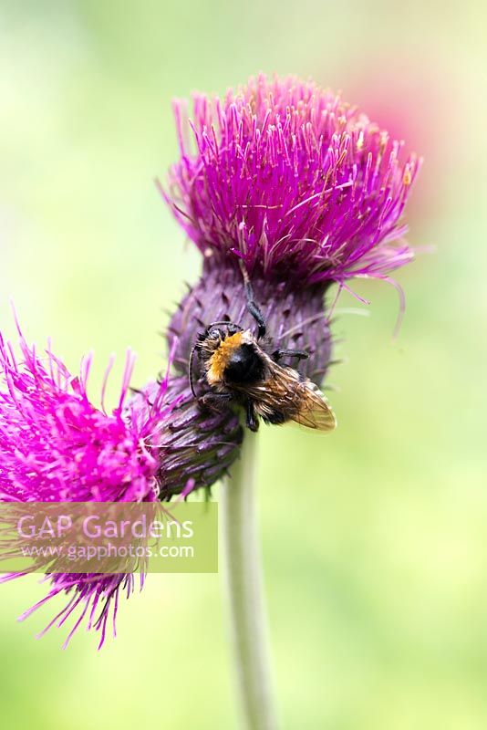 Cirsium rivulare 'Atropurpureum', a tall perennial with small flower with Bee
