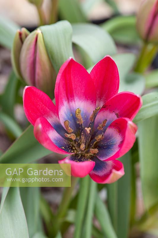 A close up of Tulipa 'Little Beauty'.