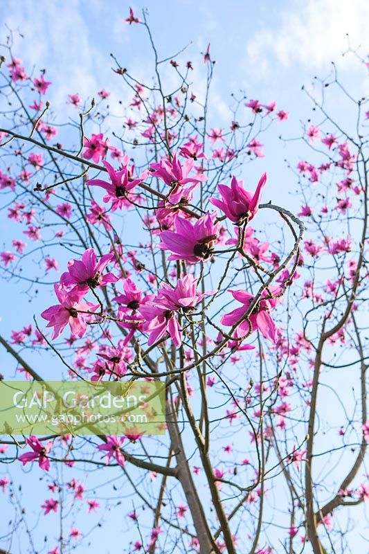 Branches of flowering Magnolia campbellii 'Queen Caroline'.