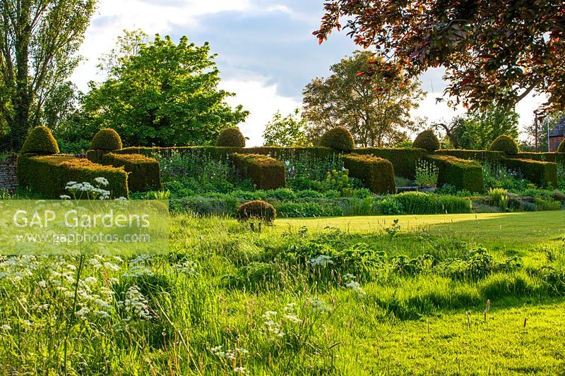 Clipped topiary Yew hedges and buttresses looking onto a wildflower meadow and lawn at Wardington Manor, Oxfordshire. 