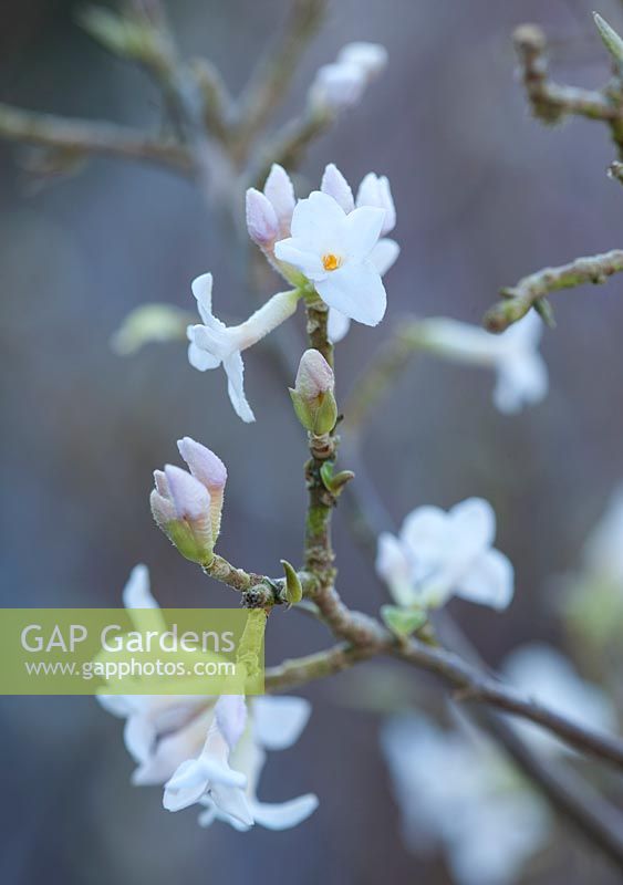 White flower of Daphne bholua 'hazel edwards', January.
