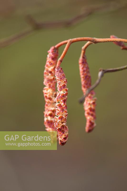 Orange catkins of Alnus incana aurea - Grey alder, January.