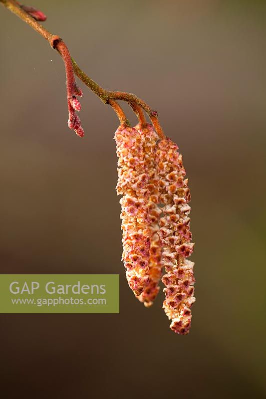 Orange catkins of Alnus incana aurea - Grey alder, January.