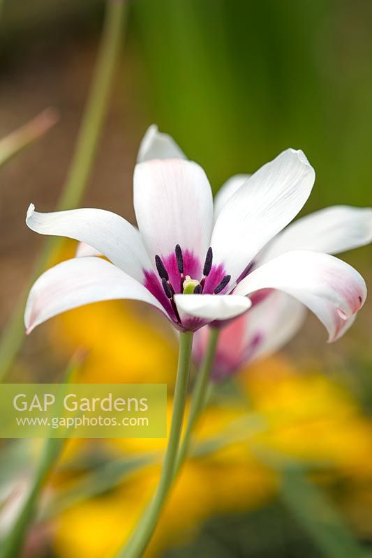 White and purple flower of Tulip - Tulipa clusiana, April. 