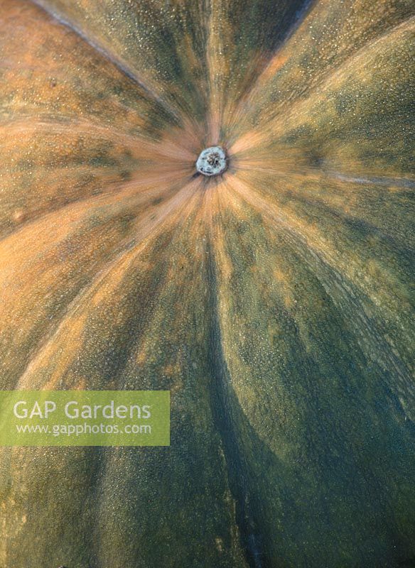 Pumpkin muscade de provence, October.