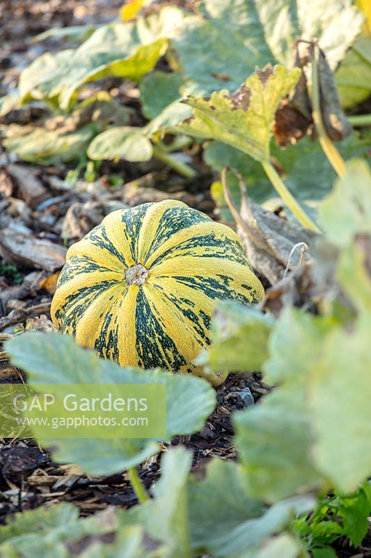 Pumpkin americana tonda, October.