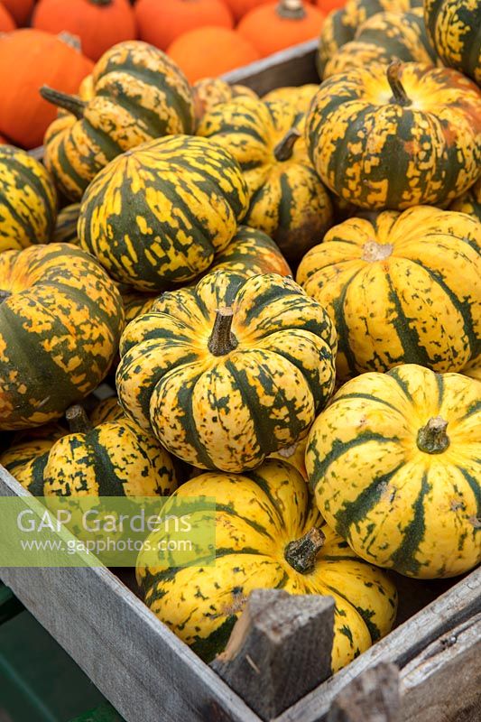 Organic 'Harlequin' squashes for sale