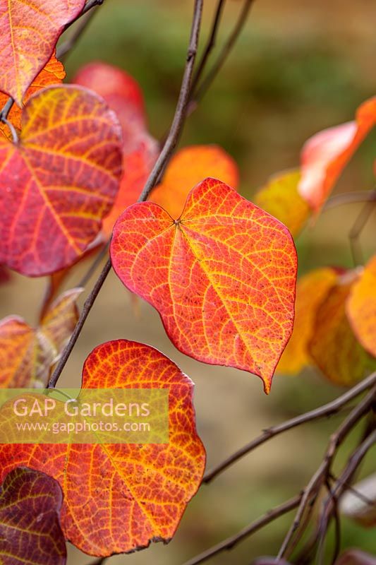 Cercis canadensis 'Ruby Falls' in October