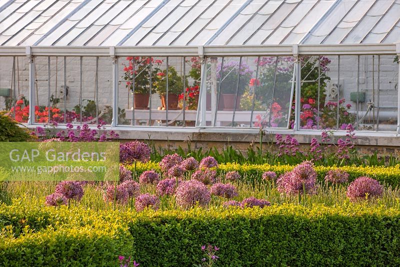 Box edged parterre with Allium christophii and glasshouse behind - Arundel Castle, West Sussex, June