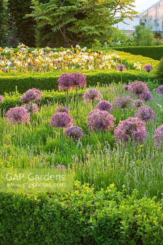 Box edged parterre with Allium christophii - Arundel Castle, West Sussex, June

