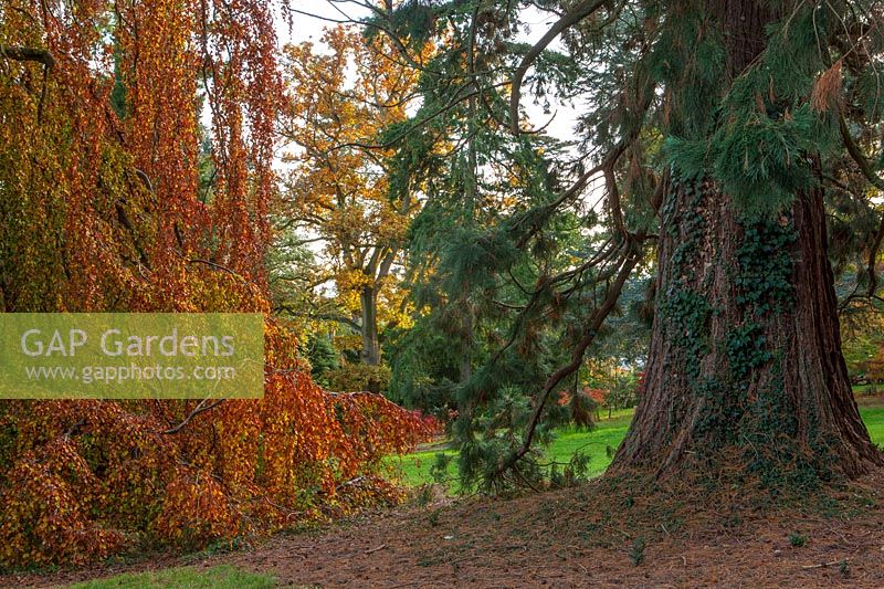 Fagus sylvatica 'Pendula' and Sequoiadendron giganteum.