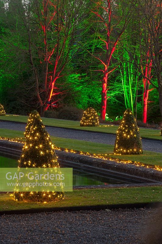 Water terrace with Christmas trees lit up at night, Blenheim Palace, Oxfordshire, November.