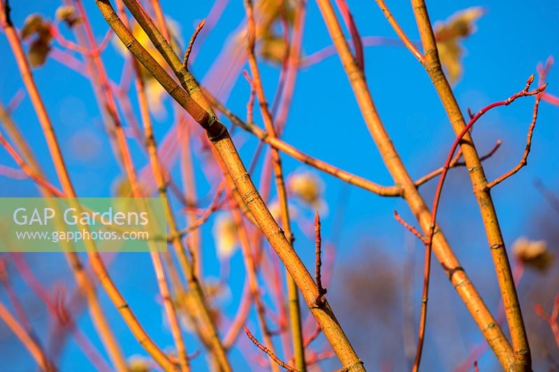 Bark of Acer conspicuum phoenix, October.