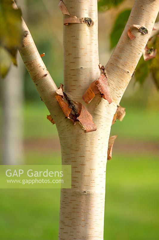 Cream bark of Betula pink champagne, October.