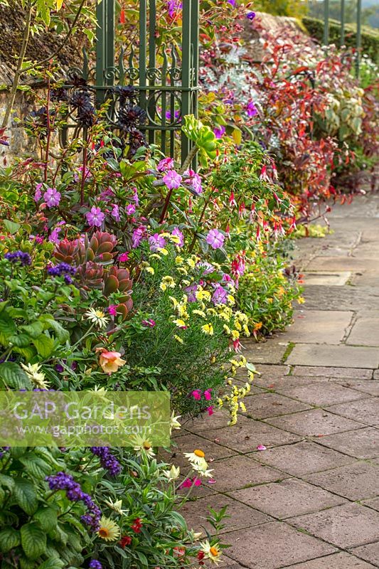 Potted exotic plants in containers - Fuchsias, Xerochrysum bracteatum 'Cockatoo' beside path - Bourton House Garden, Gloucestershire