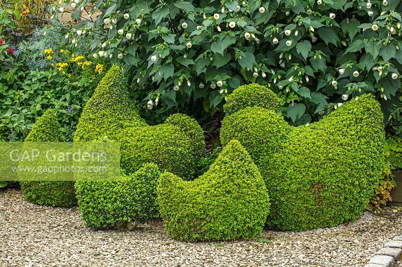 Clipped Buxus topiary hens and chickens - Bourton House Garden, Gloucestershire
